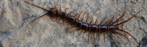 Réf. 345 024 : Lithobius pilicornis